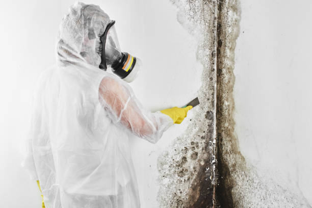  Blacksburg, VA Mold Removal Pros