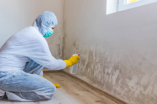 Best Industrial Mold Remediation in Blacksburg, VA