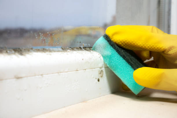 Best Basement Mold Remediation in Blacksburg, VA