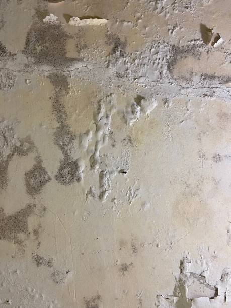 Best Mold Testing and Inspection Services in Blacksburg, VA