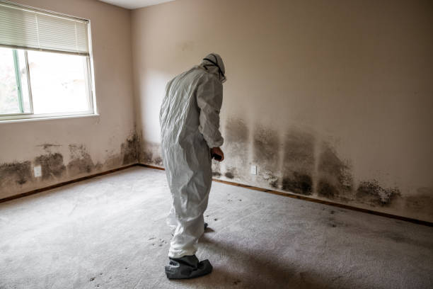 Best Crawl Space Mold Remediation in Blacksburg, VA