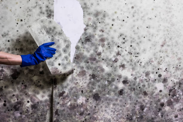 Best Post-Flood Mold Remediation in Blacksburg, VA