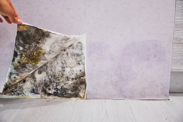 Best Commercial Mold Remediation in Blacksburg, VA